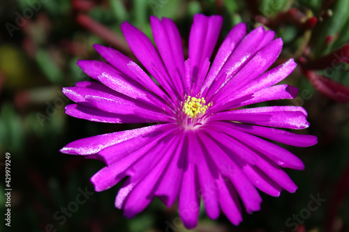 Drosanthemum Hispidum fiore viola photo