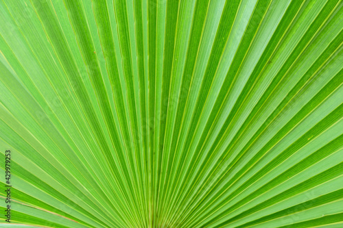 green palm leaf background