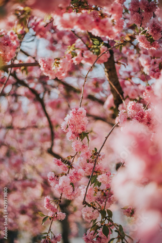 Cherry Blossoms Blooming In Spring