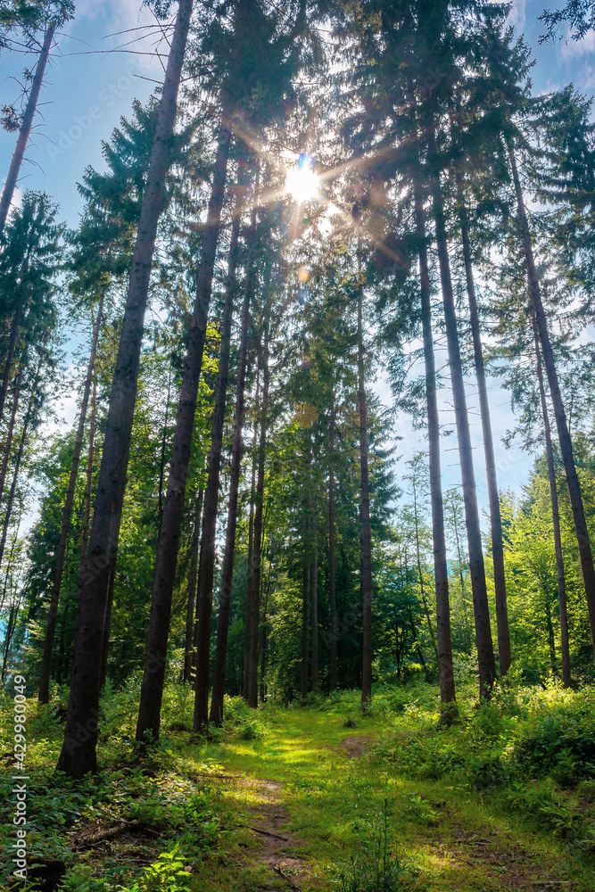 mixed forest on the sunny summer day. grassy ground in dappled light. freshness of the carpathian woods mixed forest on the sunny summer day. grassy ground in dappled light. freshness of the carpathian woods