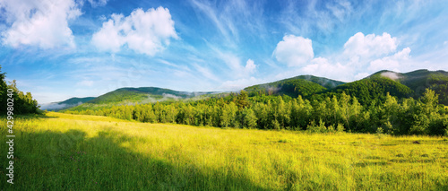 forest on the grassy meadow in the morning. beautiful countryside landscape in summertime. fog above the trees spreads from the distant mountains beneath a gorgeous sky with clouds