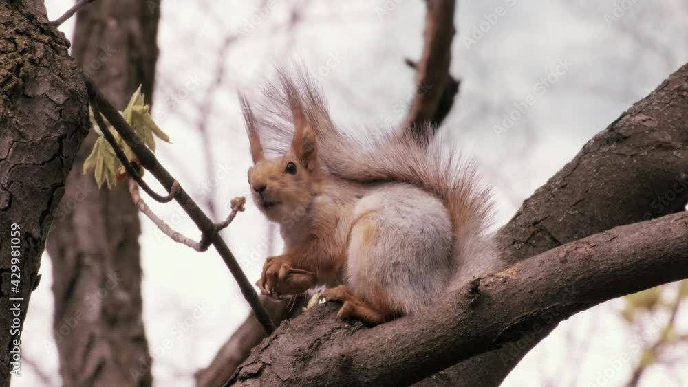 Red Squirrel sitting on branch and eating a nut on a tree in forest. Fluffy cute rodent. Sciurus Vulgaris. Wild animals in nature. Wildlife, macro, close up Red Squirrel sitting on branch and eating a nut on a tree in forest. Fluffy cute rodent. Sciurus Vulgaris. Wild animals in nature. Wildlife, macro, close up