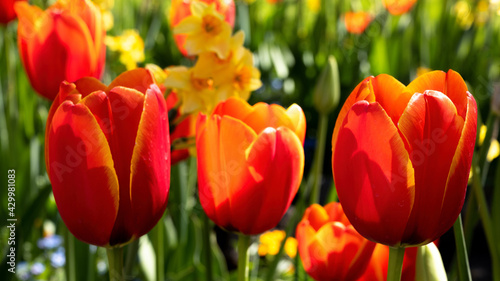 Beautiful Tulips at Butchart Gardens in Victoria, Canada © David Hutchison/Wirestock