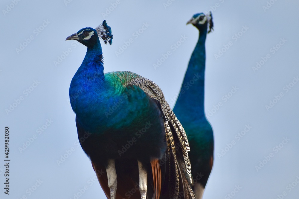 Naklejka premium Beautiful peacock duo 