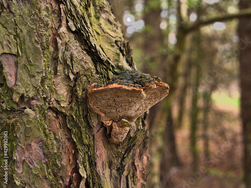 mushroom growing on a tree in the forest 