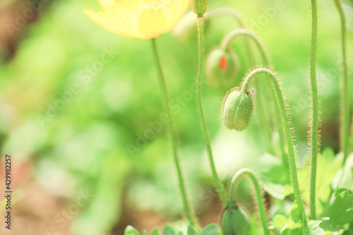 植物 ボタニカルイメージ