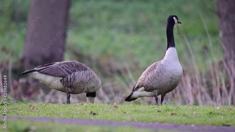Canada goose couple searchs food on the meadow in the urban park, spring, (branta canadensis), germany
Canada goose couple searchs food on the meadow in the urban park, spring, (branta canadensis), germany