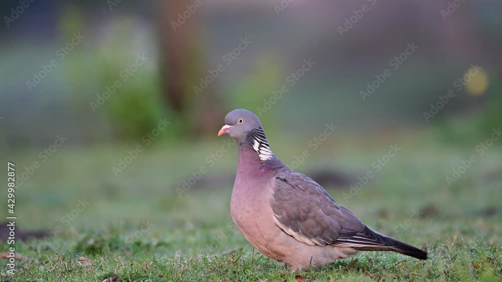 Woodpigeon searchs food on the urban meadow floor, spring, (columba palumbus), germany Woodpigeon searchs food on the urban meadow floor, spring, (columba palumbus), germany