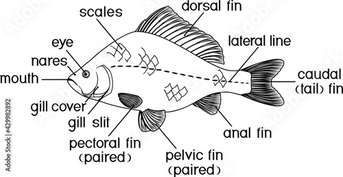 Coloring page with fish external anatomy. External structure of Crucian carp isolated on white background