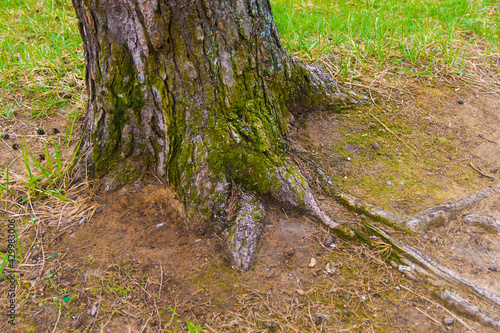 the root system of the tree