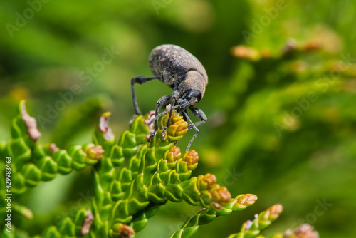 Papier peint Makroaufnahme eines Dickmaulrüssler welcher gerade die Knospen einer Thule friss