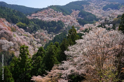 Pink Sakura Cherry Blossom on Mt. Yoshino or Yoshino-yama in Nara  Japan s Most Famous Cherry Blossom -                                           