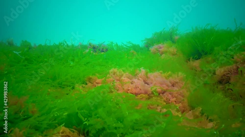 Different species of green, brown and red algae on stones in the Black Sea, Ukraine photo