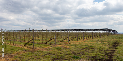 Apple trees plantation with Granny Smith trees in early spring April, agriculture in Serbia