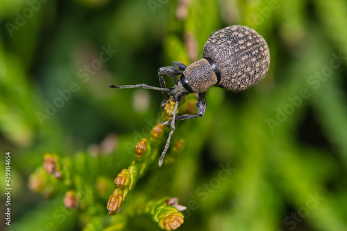 Photos Makroaufnahme eines Dickmaulrüssler welcher gerade die Knospen einer Thuje friss