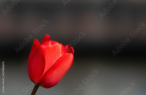 Isolated red tulip on a gray background