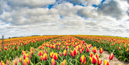 Field of red and yellow tulips