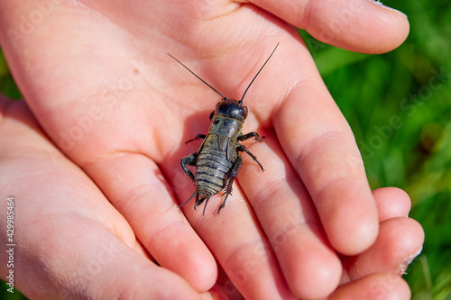 Free living cricket  in child hands