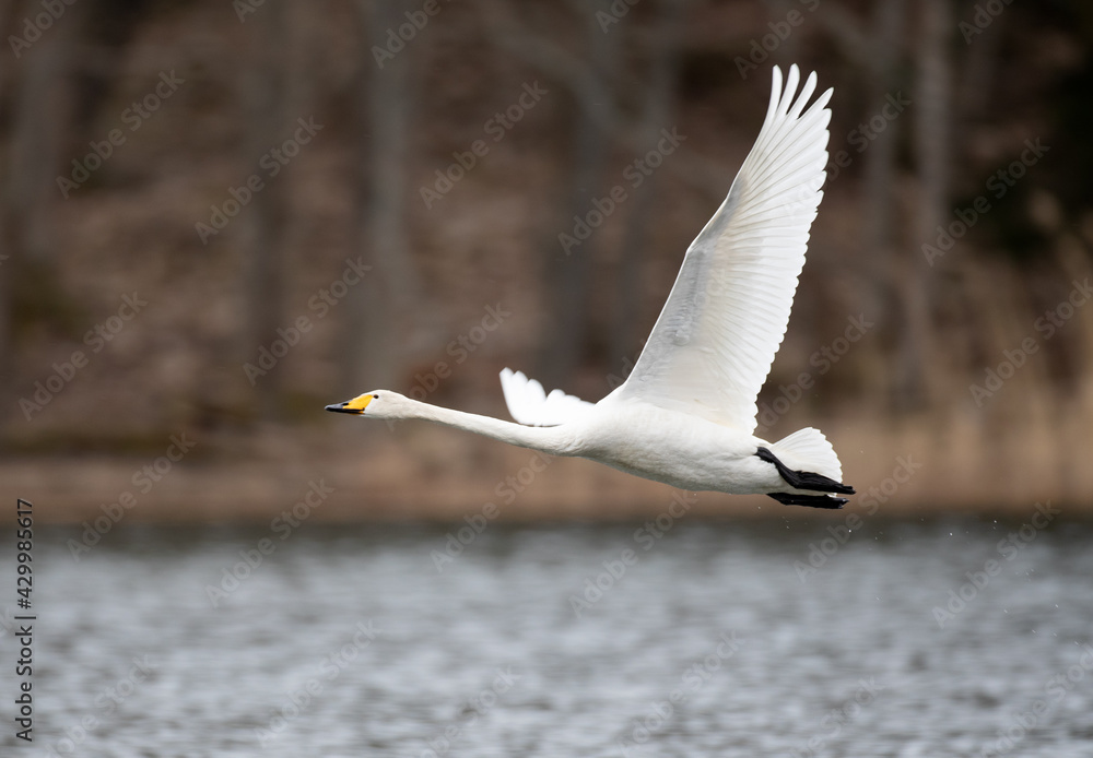 Whooper swan flying over the Baltic Sea Whooper swan flying over the Baltic Sea
