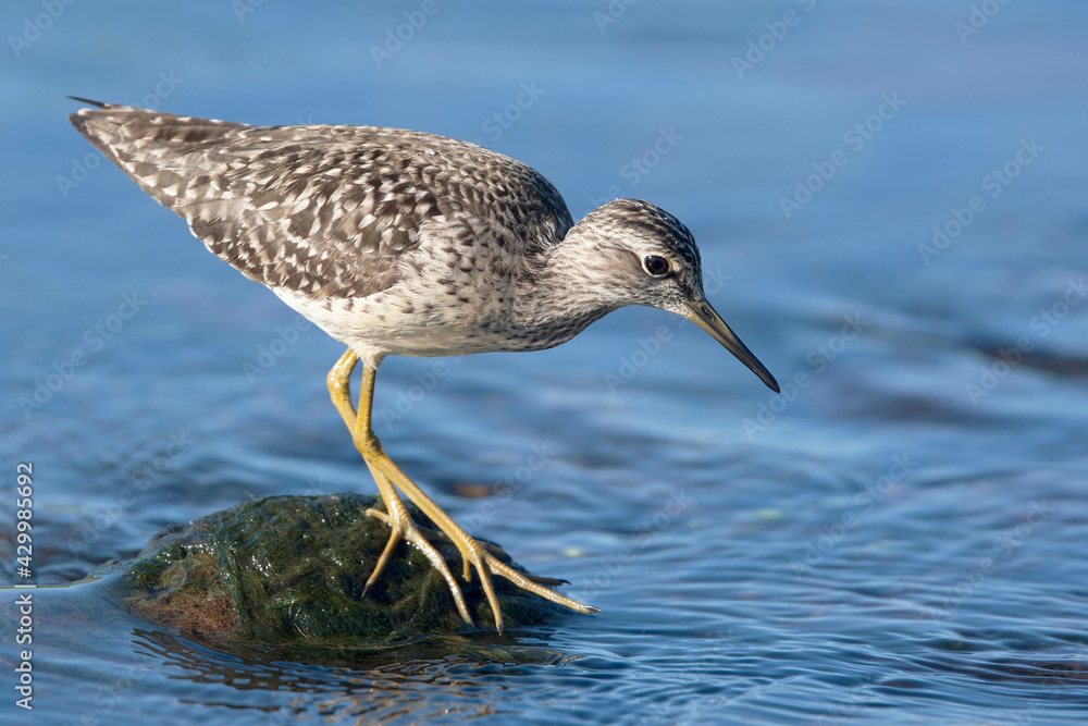An adult Wood Sandpiper (Tringa glareola), Lesvos, Greece. An adult Wood Sandpiper (Tringa glareola), Lesvos, Greece.