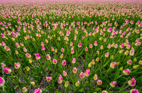 A sea of tulips