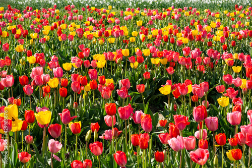 A beautiful flower bed of tulips on a meadow. Colorful tulips blooming in the spring green meadow. Multicolored yellow, red, pink tulip field. © Mate