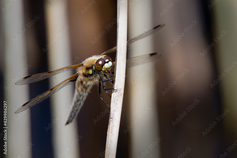 Four-spotted Chaser, dragonfly (Libellula quadrimaculata), perched on a dead plant stem, Cornwall, UK. Four-spotted Chaser, dragonfly (Libellula quadrimaculata), perched on a dead plant stem, Cornwall, UK.
