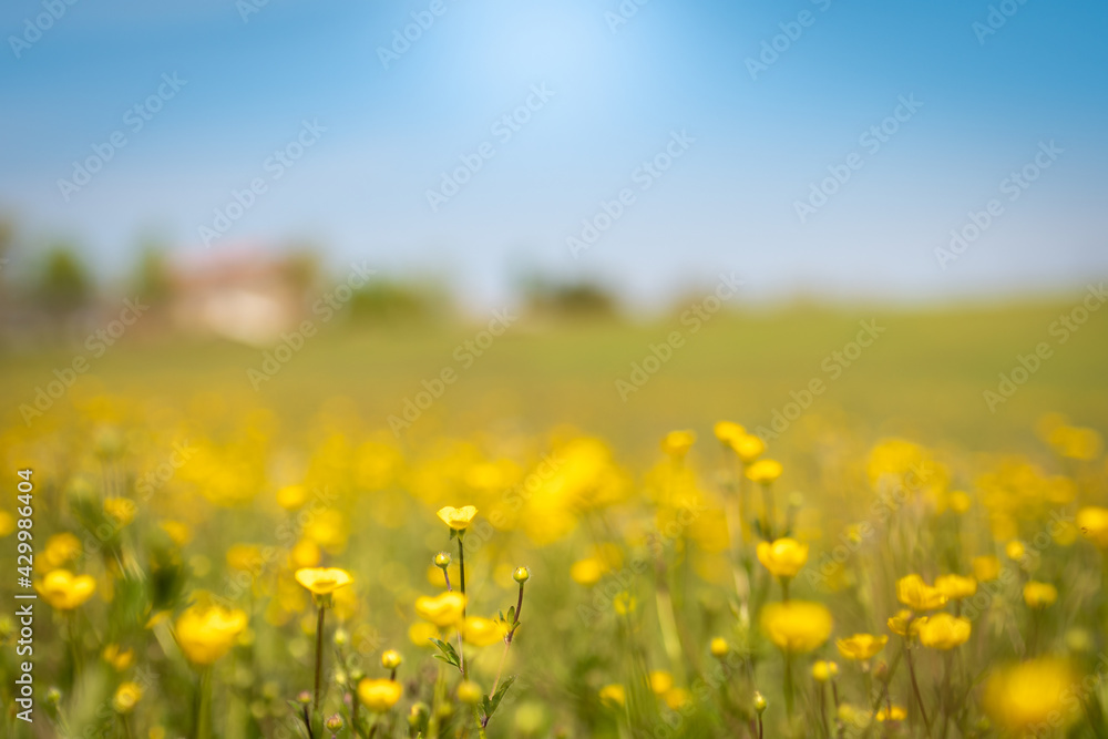 Fototapeta premium Beautiful view of a countryside with flower meadows and blue sky in background. Spring in the country with nature all around. Outdoors, relax, summer, natural concept. Crocodile view of yellow flowers
