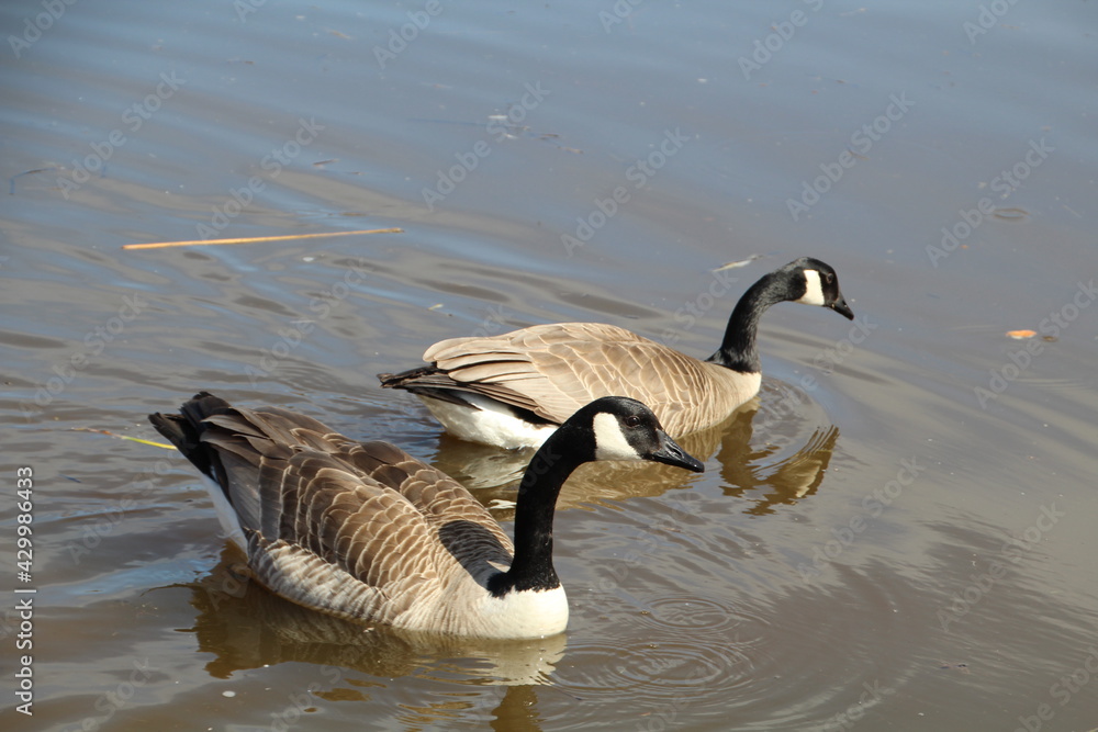 Geese On The Lake, Gold Bar Park, Edmonton, Alberta Geese On The Lake, Gold Bar Park, Edmonton, Alberta