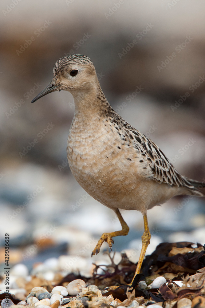 Juvenile Buff-breasted Sandpiper, Marazion beach, Cornwall UK. Juvenile Buff-breasted Sandpiper, Marazion beach, Cornwall UK.