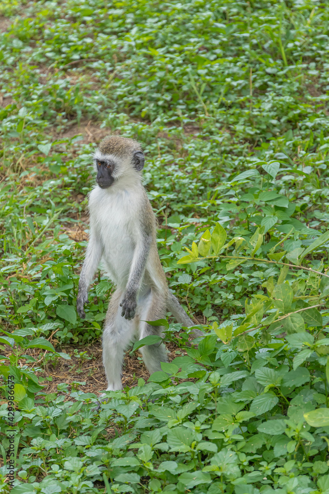 Fototapeta premium Vervet monkey is looking for feed in Tarangire national park