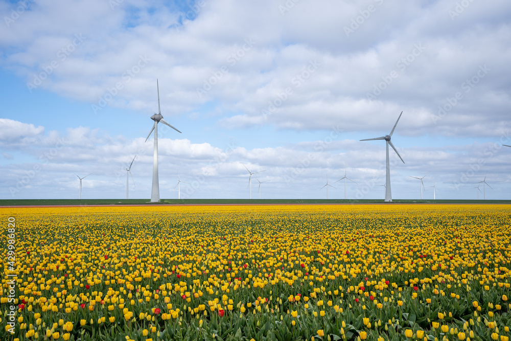 Wind turbines in a field of yellow tulips Wind turbines in a field of yellow tulips