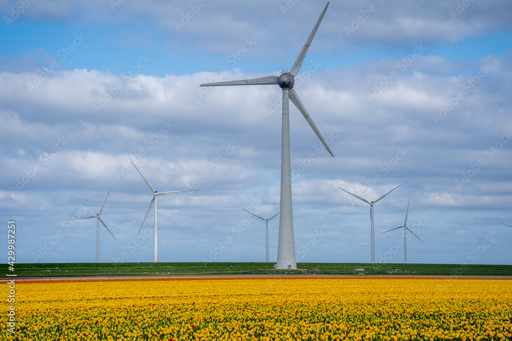 Wind turbines in a field of yellow tulips Wind turbines in a field of yellow tulips