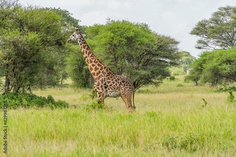 A Giraffe in the savannah of Tarangire National Park. In the background there are trees and bushes