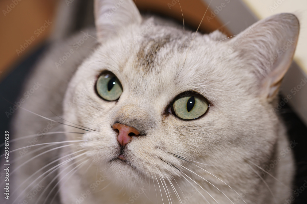 British shorthair cat looks up.