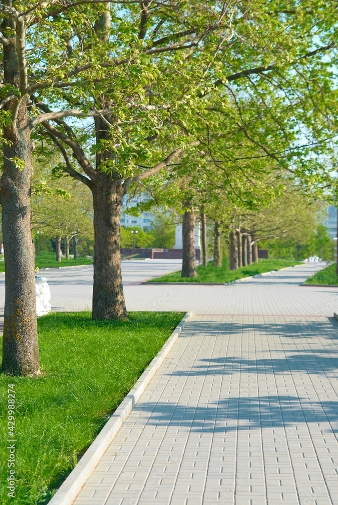Obraz premium Alley in green park with big trees