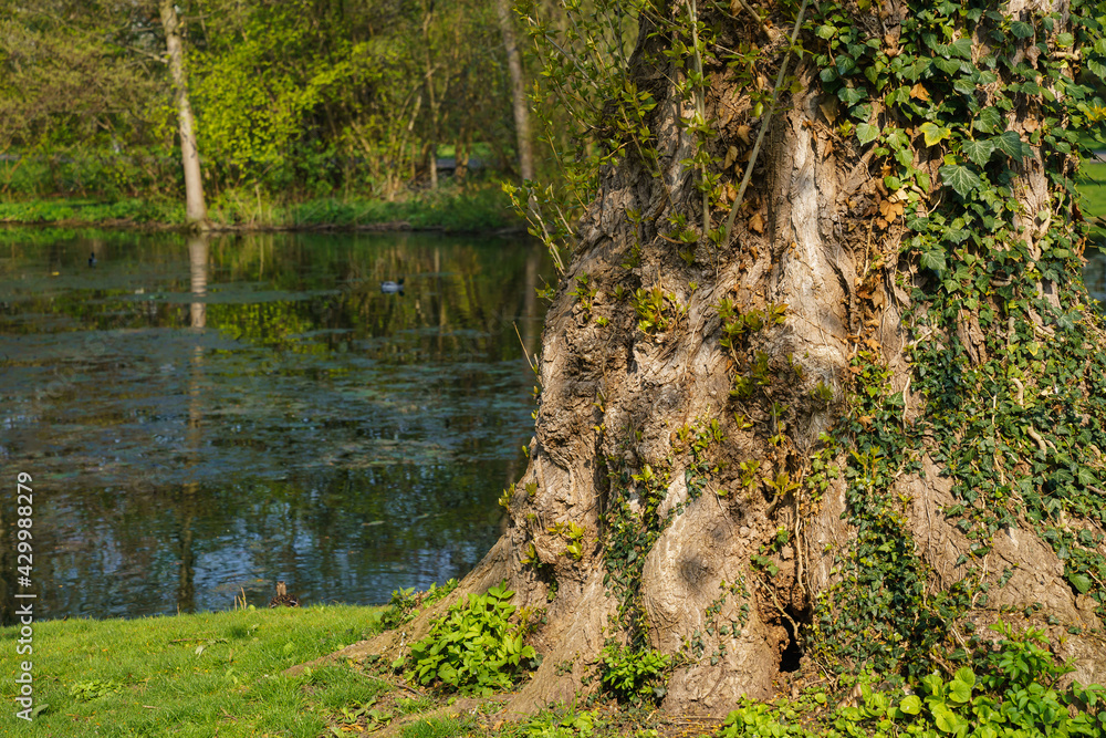 The trunk of a large tree overgrown with climbing plants on the bank of the pond. The trunk of a large tree overgrown with climbing plants on the bank of the pond.