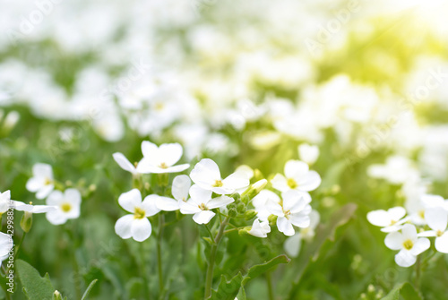 White flowers nature background