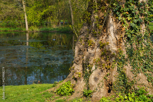 The trunk of a large tree overgrown with climbing plants on the bank of the pond.