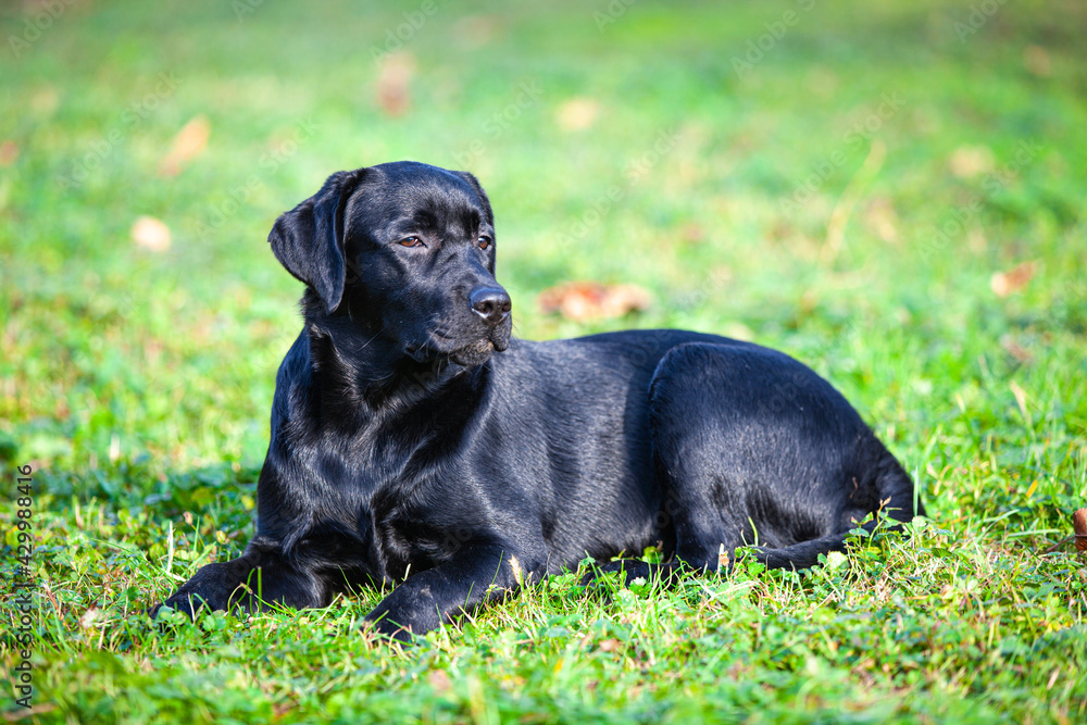 big black dog labrador retriever in nature