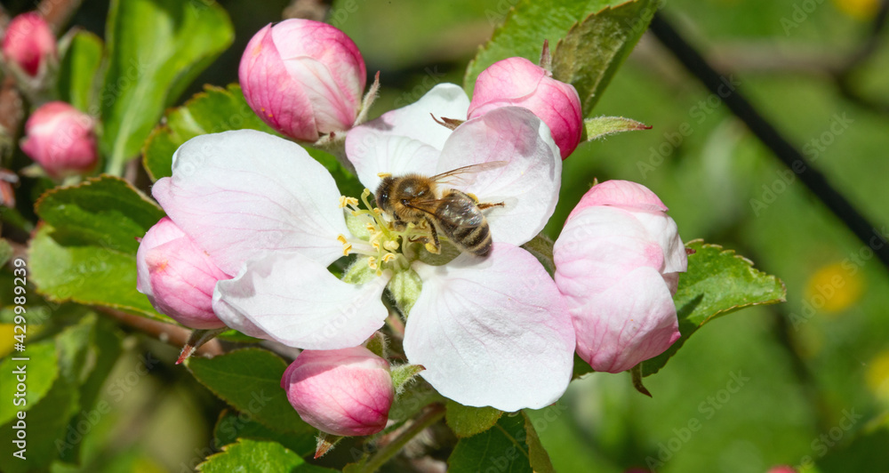 Obraz premium Apple garden