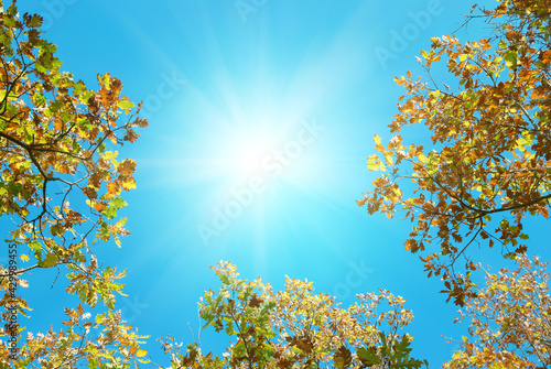 Autumn leaves of fall tree with sun on blue sky