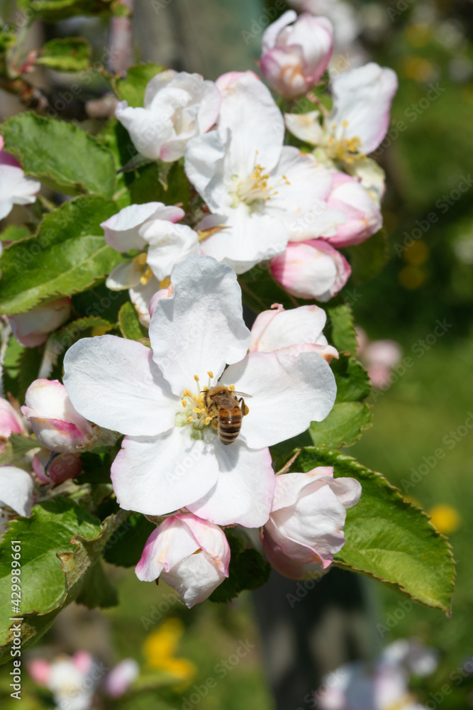 Obraz premium Apple garden