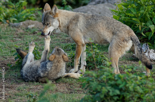 Loups et louveteaux gris d'Europe © Patrick