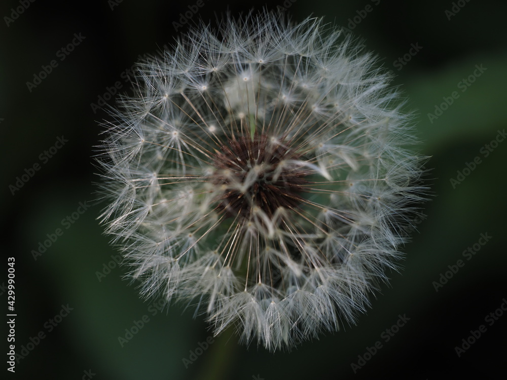 Naklejka premium dandelion seed head, Taraxacum