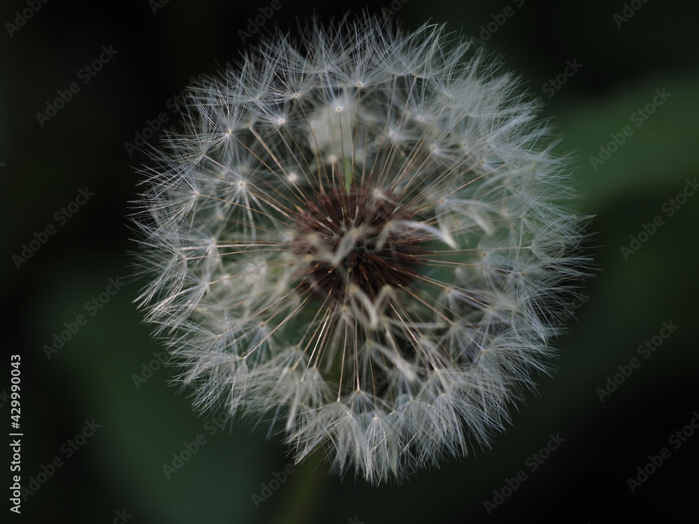 dandelion seed head, Taraxacum