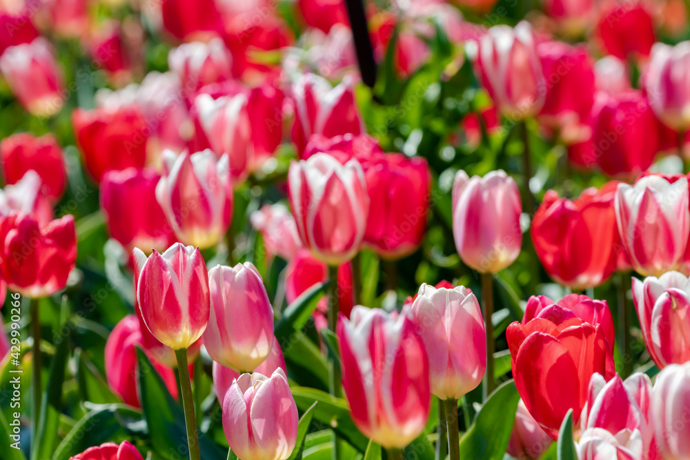 field of tulips field of tulips