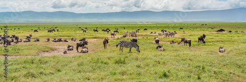 Panorama view of Zebras with a herd of Wildebeest. Ngorongoro Crater. Tanzania