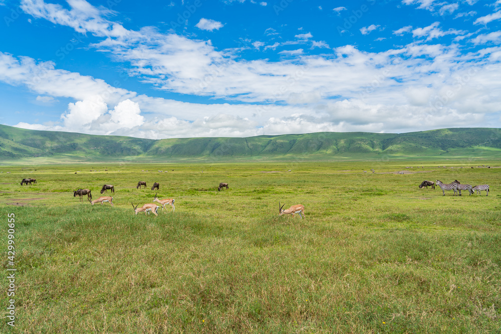 Springboks and in the background Zebras and a herd of Wildebeest. Ngorongoro Crater. Tanzania