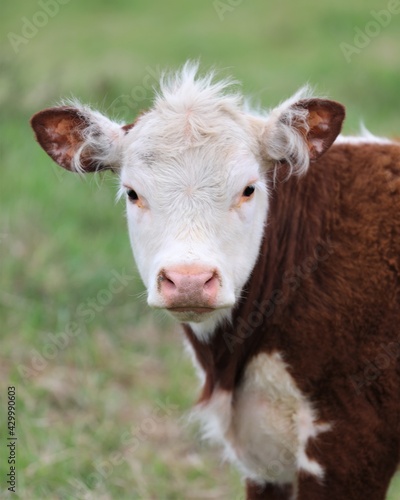 Close Up of a Young Hereford Calf's Head © Charles